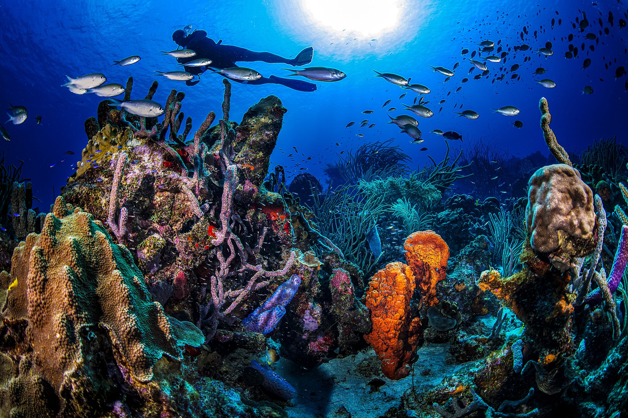 Coral Reef